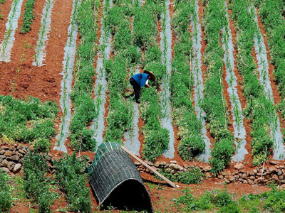 Die Landwirtschaft in China wird nicht ausreichend überwacht. Foto: SXC